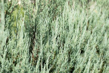 Juniperus s. 'Blue Arrow' 50-60 cm cont. 3,0L - afbeelding 3