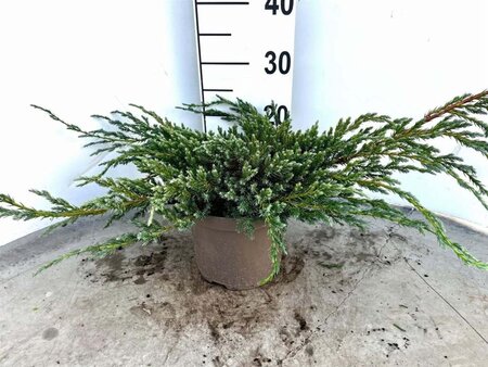 Juniperus squamata 'Blue Carpet' 30-40 cm cont. 3,0L - afbeelding 6