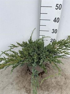 Juniperus squamata 'Blue Carpet' 30-40 cm cont. 3,0L - afbeelding 8