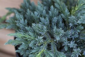 Juniperus squamata 'Blue Carpet' 30-40 cm cont. 3,0L - afbeelding 2