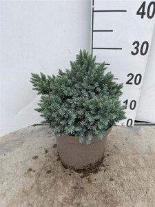 Juniperus squamata 'Blue Star' 15-20 cm cont. 3,0L - afbeelding 4