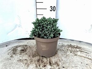 Juniperus squamata 'Blue Star' 15-20 cm cont. 3,0L - afbeelding 6