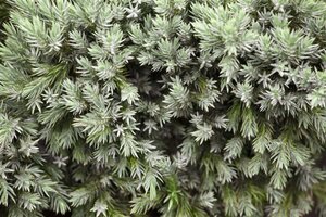 Juniperus squamata 'Blue Star' 15-20 cm cont. 3,0L - afbeelding 2