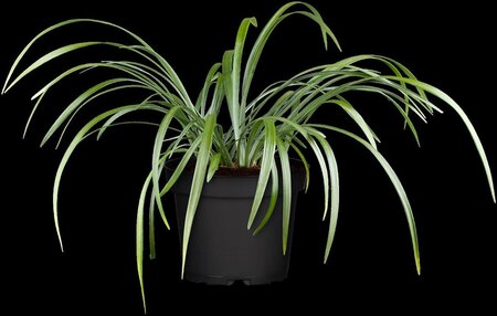 Liriope muscari 'Moneymaker' geen maat specificatie 0,55L/P9cm - afbeelding 1