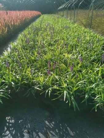 Liriope muscari 'Moneymaker' geen maat specificatie 0,55L/P9cm - afbeelding 7