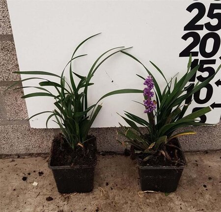 Liriope muscari 'Moneymaker' geen maat specificatie 0,55L/P9cm - afbeelding 10