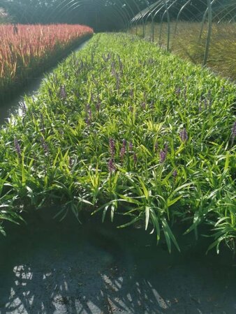 Liriope muscari 'Moneymaker' geen maat specificatie 0,55L/P9cm - afbeelding 9