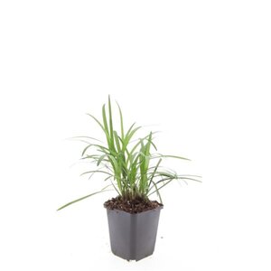 Liriope muscari 'Moneymaker' geen maat specificatie 0,55L/P9cm - afbeelding 2