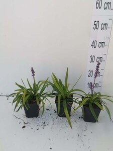 Liriope muscari 'Moneymaker' geen maat specificatie 0,55L/P9cm - afbeelding 6