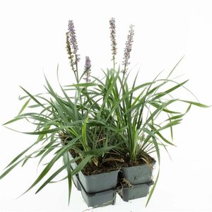 Liriope muscari 'Moneymaker' geen maat specificatie 0,55L/P9cm - afbeelding 3