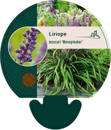 Liriope muscari 'Moneymaker' geen maat specificatie 0,55L/P9cm - afbeelding 5