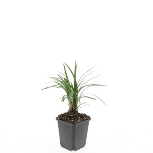 Liriope muscari 'Moneymaker' geen maat specificatie 0,55L/P9cm - afbeelding 4