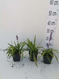 Liriope muscari 'Moneymaker' geen maat specificatie 0,55L/P9cm - afbeelding 8