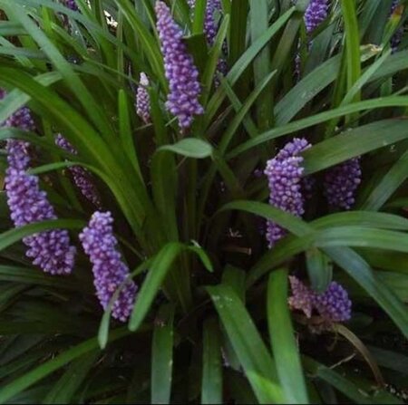 Liriope muscari 'Purple Passion' geen maat specificatie 0,55L/P9cm