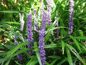 Liriope muscari geen maat specificatie 0,55L/P9cm - afbeelding 1