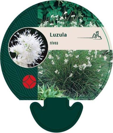 Luzula nivea geen maat specificatie 0,55L/P9cm - afbeelding 8