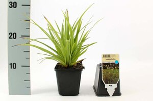 Luzula sylvatica geen maat specificatie 0,55L/P9cm - afbeelding 2