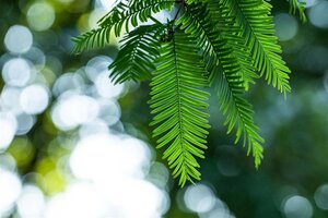 Metasequoia glyptostroboides 125-150 cm cont. 10L - afbeelding 2