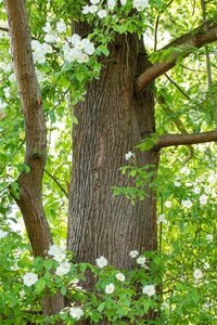 Metasequoia glyptostroboides 125-150 cm cont. 10L - afbeelding 3