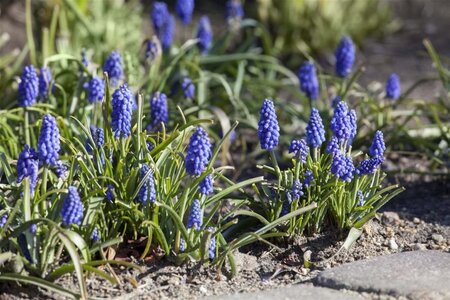 Muscari armeniacum geen maat specificatie 0,55L/P9cm