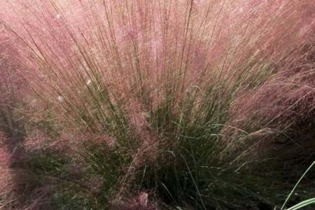 Muhlenbergia capillaris geen maat specificatie 0,55L/P9cm - afbeelding 1