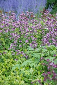 Origanum laevigatum 'Herrenhausen' geen maat specificatie 0,55L/P9cm - afbeelding 3