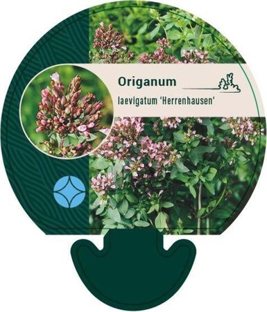 Origanum laevigatum 'Herrenhausen' geen maat specificatie 0,55L/P9cm - afbeelding 4