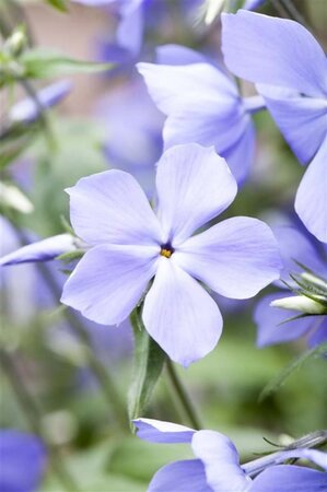 Phlox div. 'Blue Moon' geen maat specificatie 0,55L/P9cm - afbeelding 1