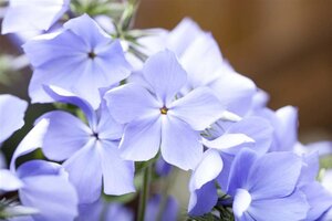 Phlox div. 'Blue Moon' geen maat specificatie 0,55L/P9cm - afbeelding 3