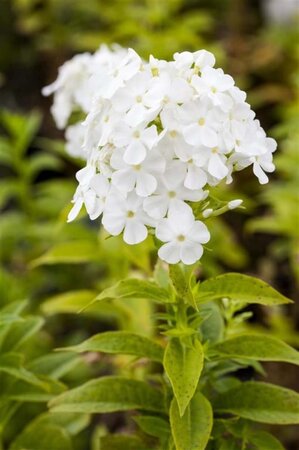 Phlox (P) 'Fujiyama' geen maat specificatie 0,55L/P9cm