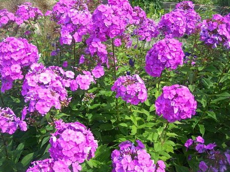 Phlox paniculata geen maat specificatie 0,55L/P9cm - afbeelding 2