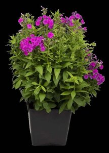 Phlox paniculata geen maat specificatie 0,55L/P9cm - afbeelding 3