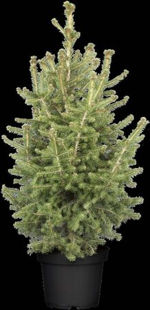 Picea abies 125-150 cm container - afbeelding 2