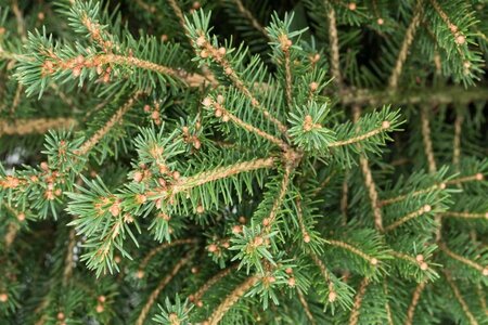 Picea abies 125-150 cm container - afbeelding 3