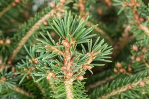 Picea abies 125-150 cm met kluit - afbeelding 1