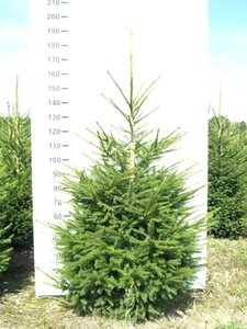 Picea abies 125-150 cm met kluit - afbeelding 5