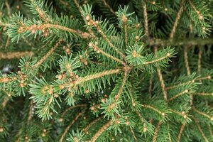 Picea abies 150-175 cm container - afbeelding 3