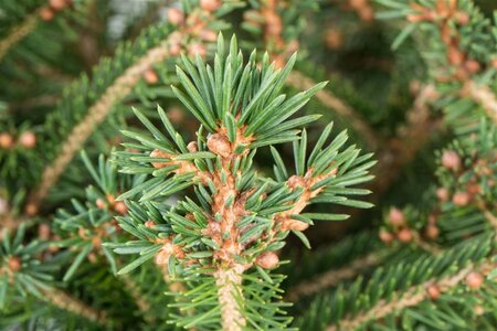 Picea abies 150-175 cm met kluit - afbeelding 1