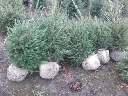 Picea abies 60-80 cm met kluit - afbeelding 4