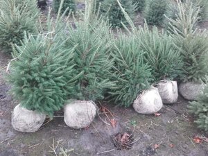 Picea abies 60-80 cm met kluit - afbeelding 3