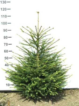 Picea abies 80-100 cm met kluit - afbeelding 5