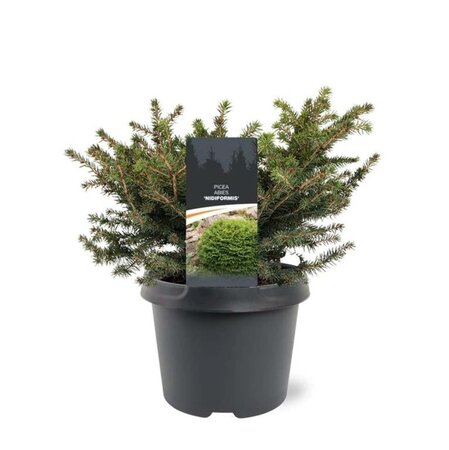 Picea a. 'Nidiformis' 25-30 cm cont. 3,0L - afbeelding 1