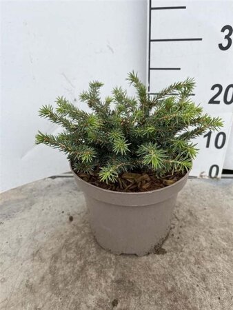 Picea a. 'Nidiformis' 25-30 cm cont. 3,0L - afbeelding 2