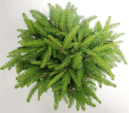 Picea a. 'Nidiformis' 30-40 cm cont. 5,0L - afbeelding 1