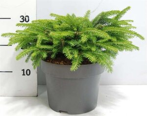 Picea a. 'Nidiformis' 30-40 cm cont. 5,0L - afbeelding 2