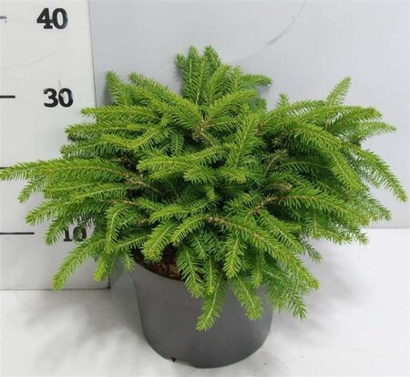 Picea a. 'Nidiformis' 30-40 cm cont. 5,0L - afbeelding 3