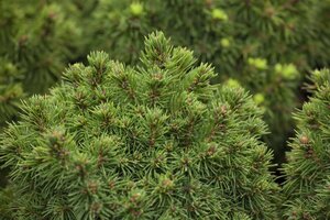 Picea gl. 'Alberta Globe' 15-20 cm cont. 3,0L - afbeelding 1