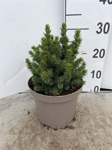 Picea gl. 'Alberta Globe' 15-20 cm cont. 3,0L - afbeelding 3