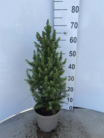 Picea gl. 'Conica' 50-60 cm cont. 5,0L