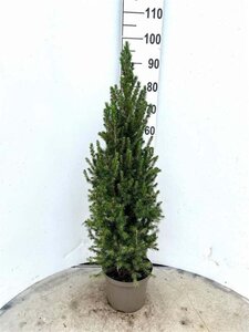 Picea gl. 'Conica' 80-100 cm cont. 10L